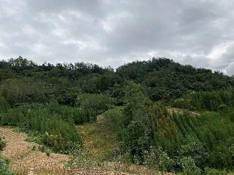 项目 | 三次回波!挑战树林穿透性——航维智芯NS-200Q搭配M300 RTK仿地飞行-南京韦博智控科技有限公司
